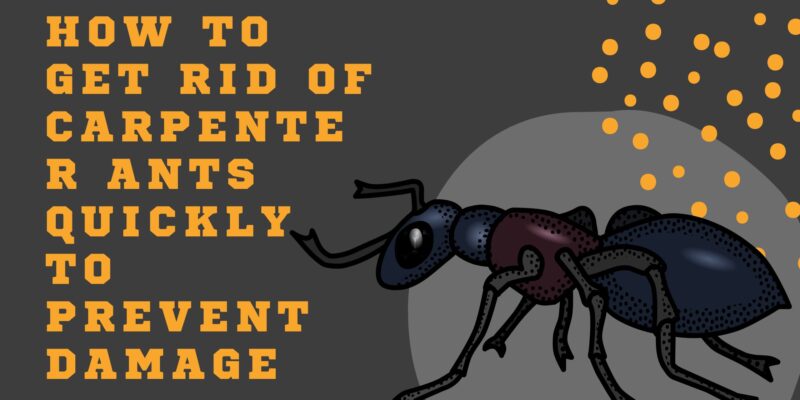 How To Get Rid Of Carpenter Ants Quickly To Prevent Damage