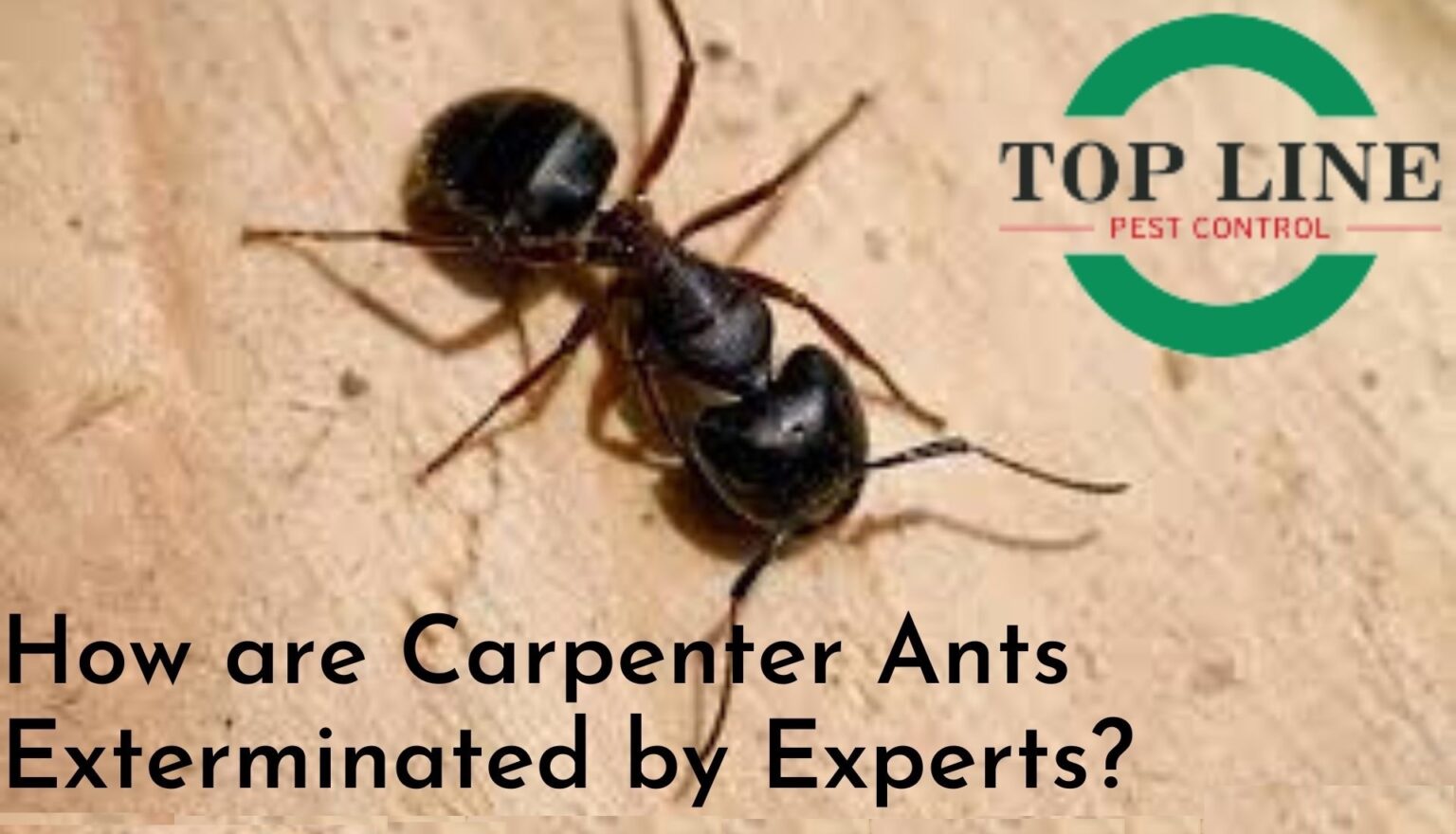 Expert Comprehensive Guide on Exterminating Carpenter Ants - Top Line ...