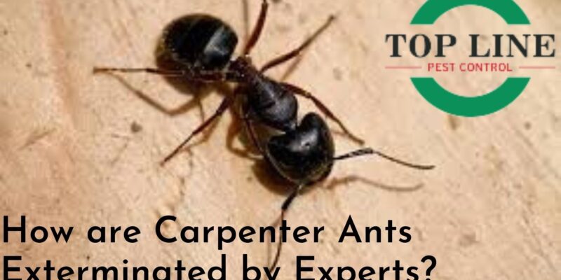 How are carpenter ants exterminated by experts