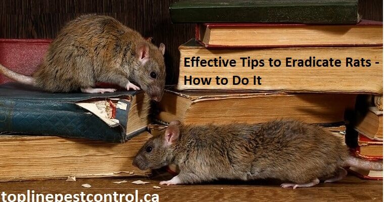 effective ways to get rid of rats