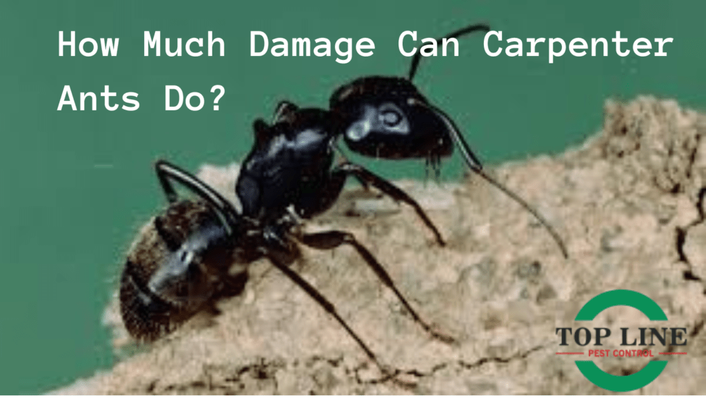 How Much Damage Can Carpenter Ants Do?