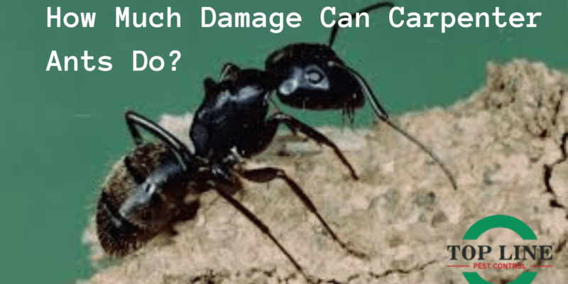 How Much Damage Can Carpenter Ants Do?