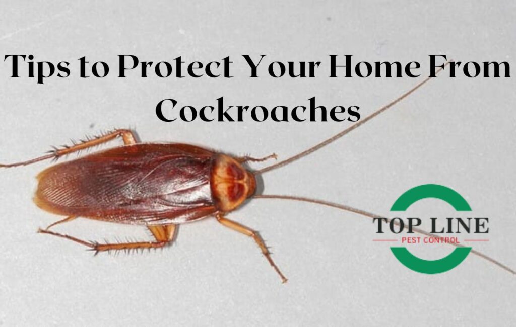 Cockroaches depicted in a household setting, illustrating the need for pest control