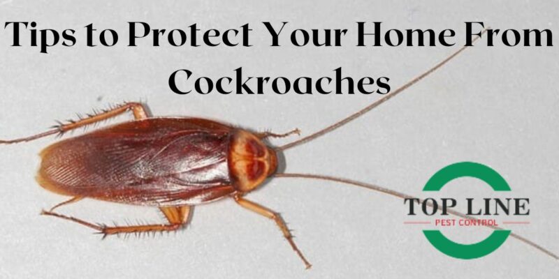 Cockroaches depicted in a household setting, illustrating the need for pest control