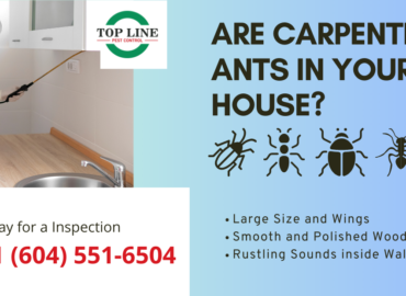 Are Carpenter Ants in Your House