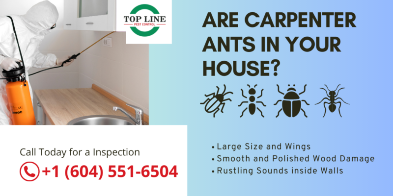 Are Carpenter Ants in Your House