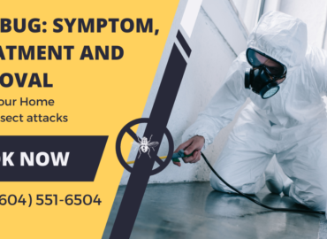 Bed Bug Symptom, Treatment and Removal.