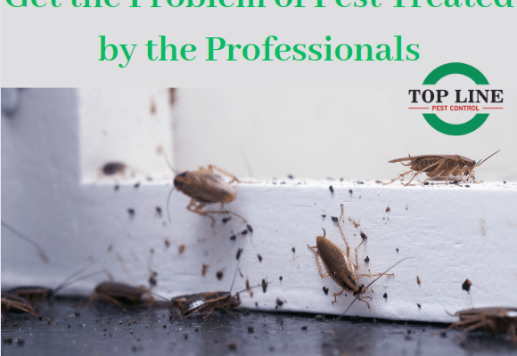 Get the Problem of Pest Treated by the Professionals