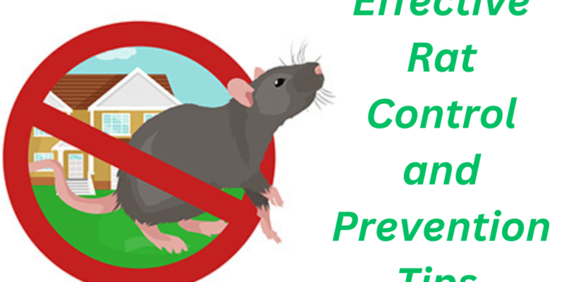 Effective Rat Control and Prevention Tips