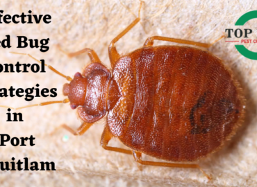 Bed Bug control services