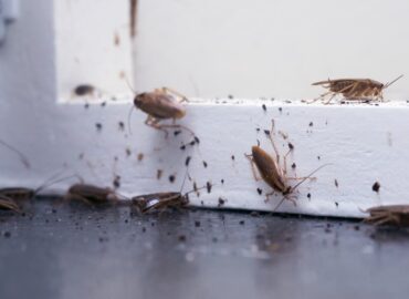 Cockroaches control