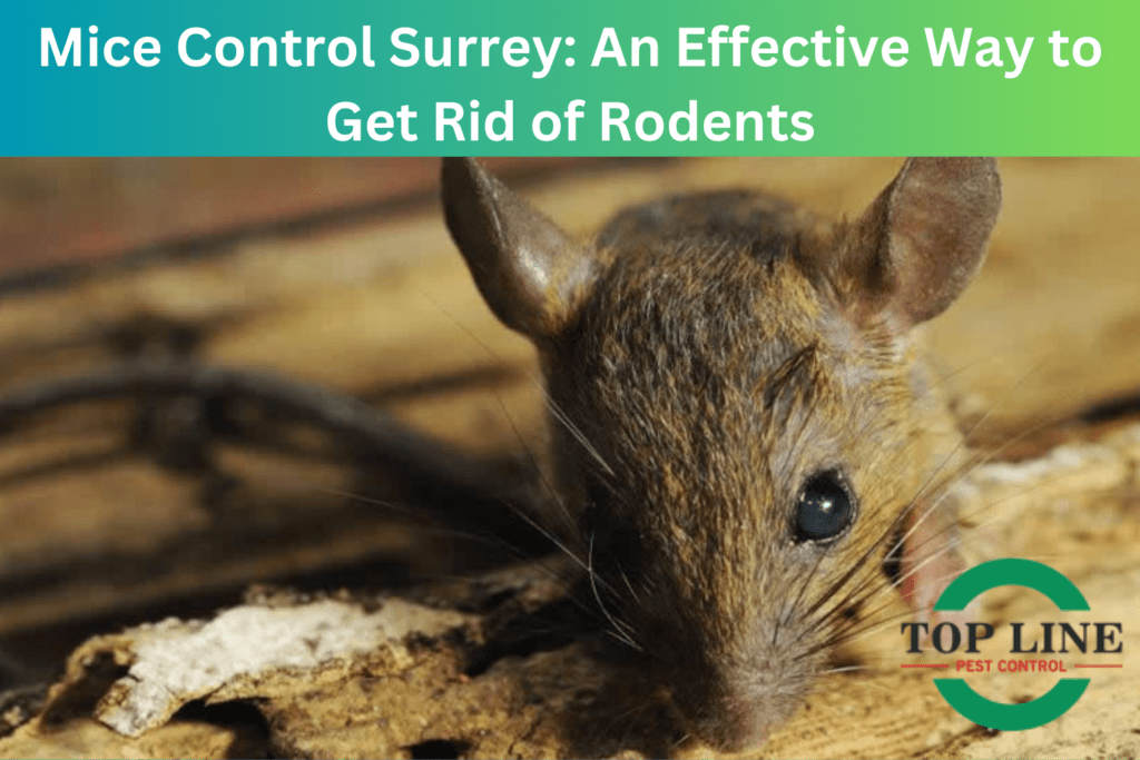 Mice Control Surrey