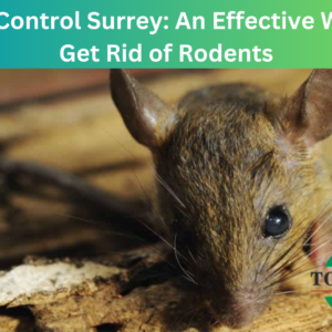Mice Control Surrey