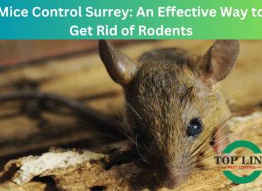 Mice Control Surrey