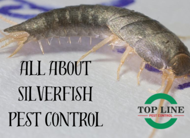 Silverfish Pest Control