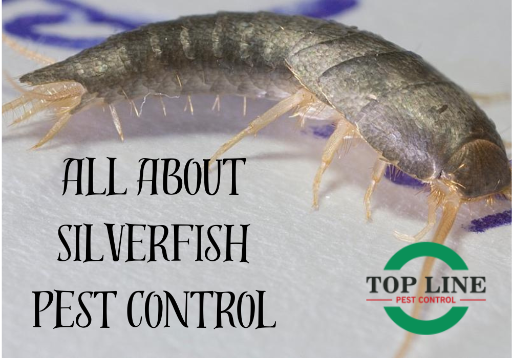 Silverfish Pest Control
