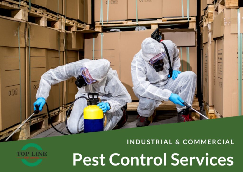 Pest Control Solutions in Abbotsford