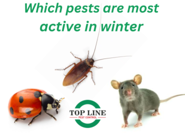winter pests