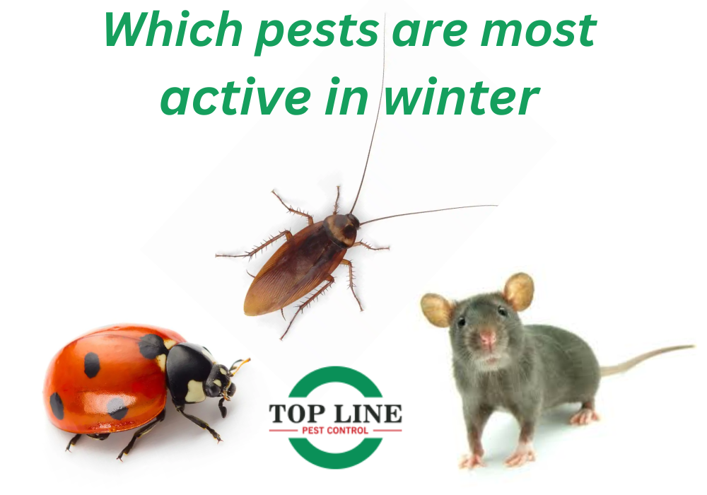 winter pests