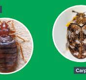 carpet beetle vs bed bug