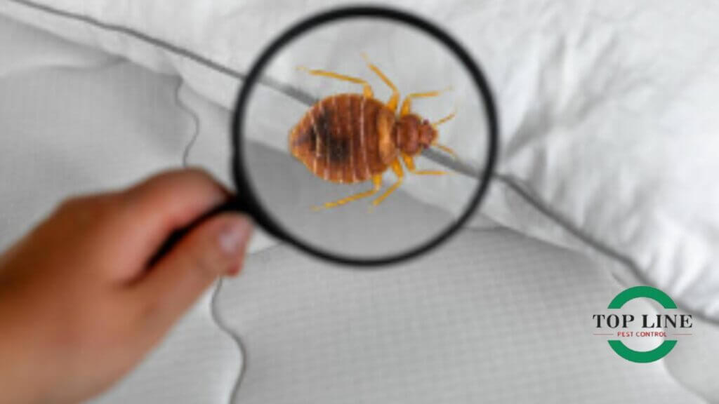 Bed Bug Control Identifying Signs and Professional Solutions