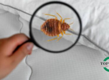 Bed Bug Control Identifying Signs and Professional Solutions