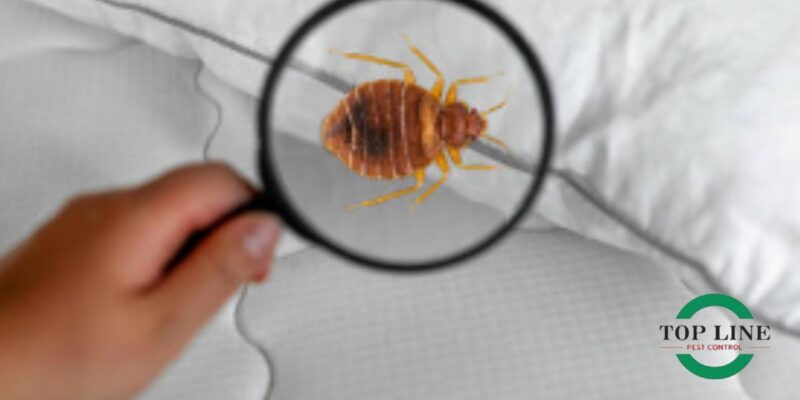 Bed Bug Control Identifying Signs and Professional Solutions