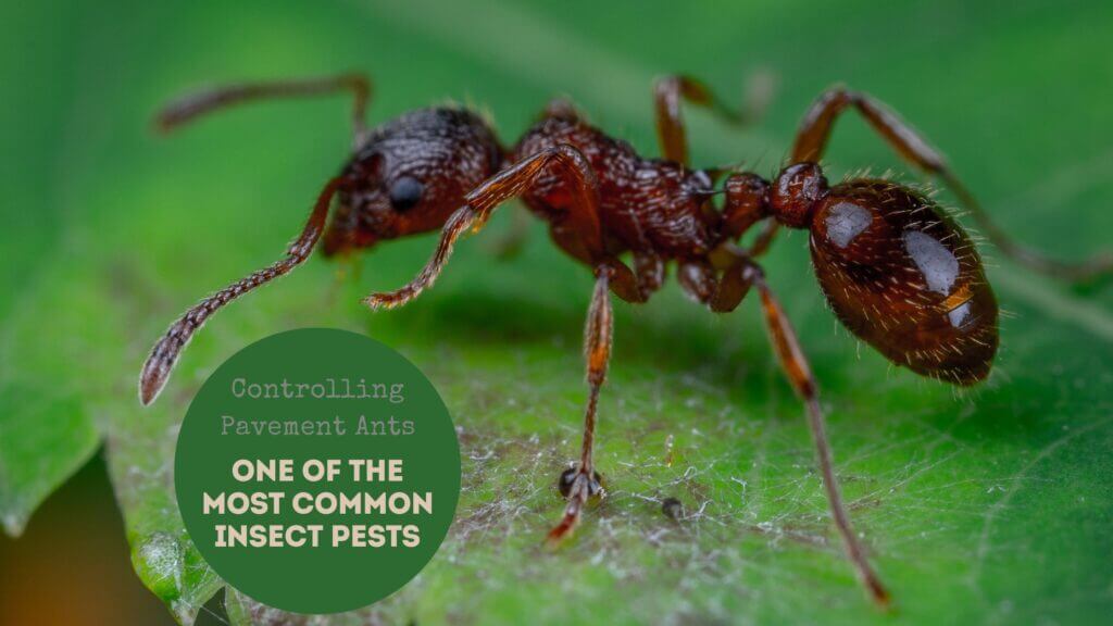 Controlling Pavement Ants One of the Most Common Insect Pests