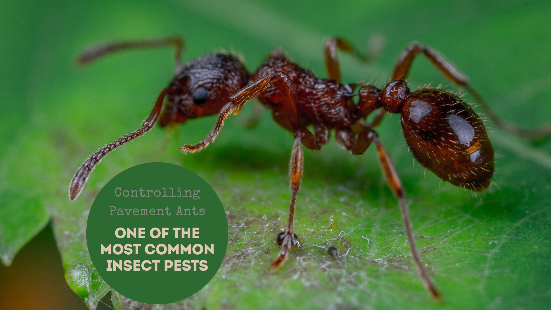 Controlling Pavement Ants One of the Most Common Insect Pests