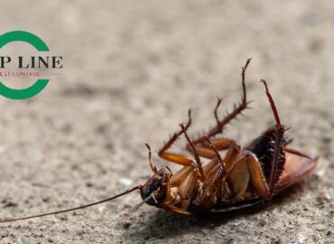 Effective Cockroach Control Strategies for a Pest-free Home