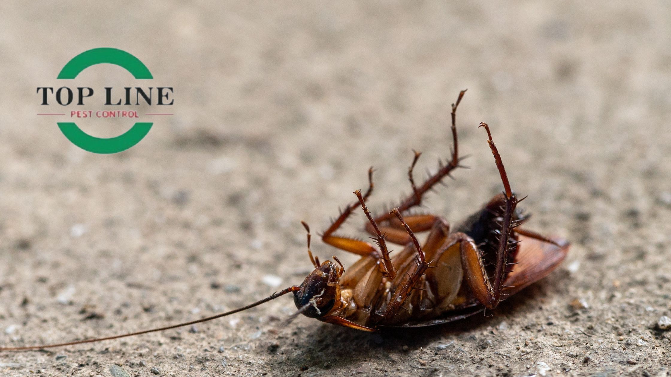 Effective Cockroach Control Strategies for a Pest-free Home