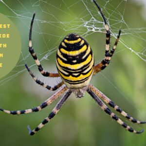 Effective Pest Control Guide to Deal with Spiders in Your Home