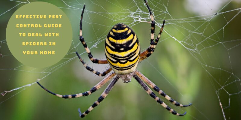 Effective Pest Control Guide to Deal with Spiders in Your Home