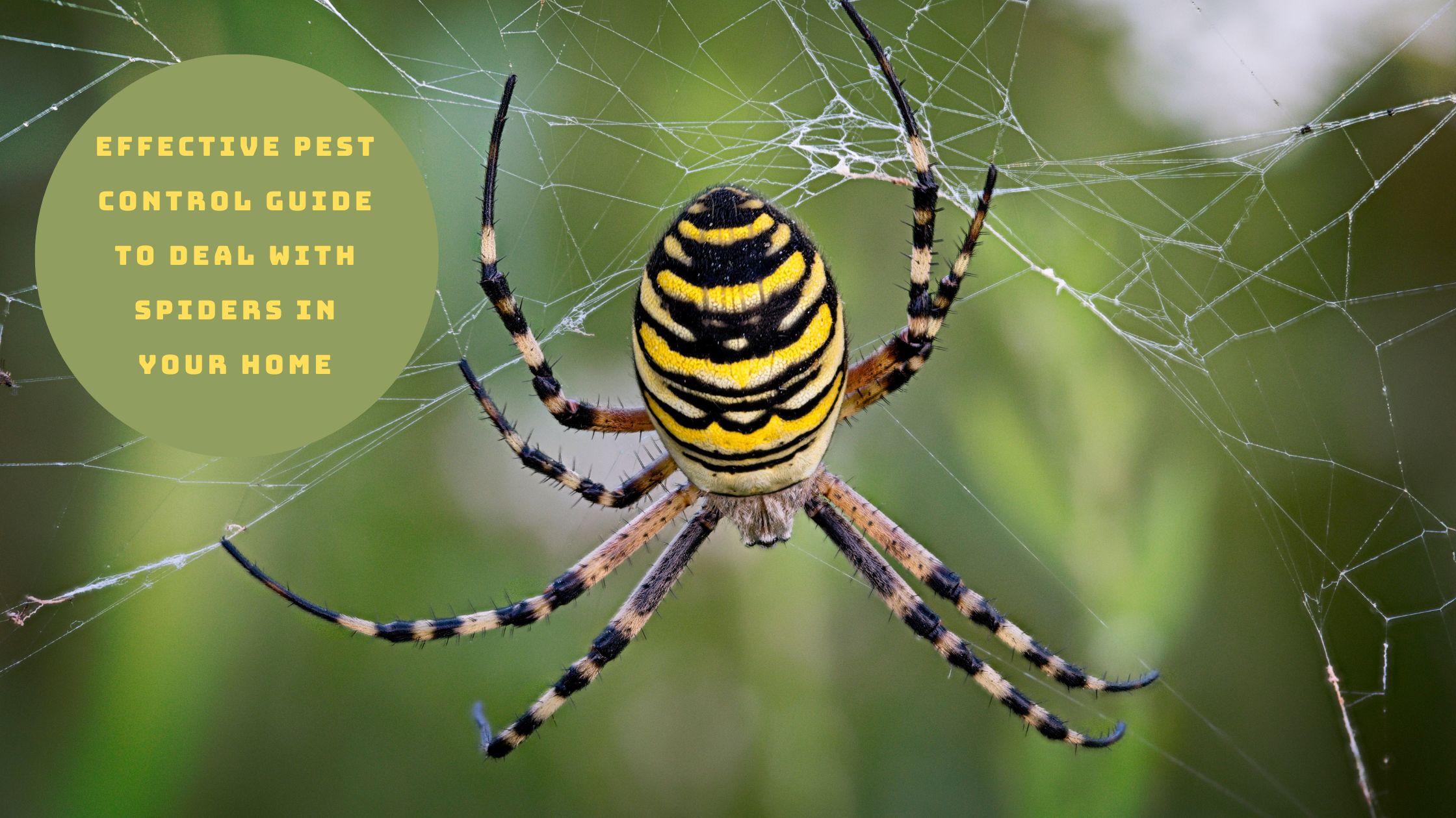 Effective Pest Control Guide to Deal with Spiders in Your Home