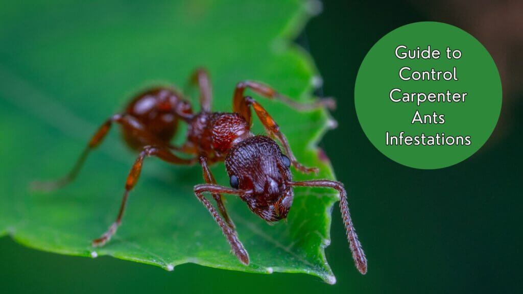 Guide to Control Carpenter Ants Infestations