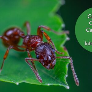 Guide to Control Carpenter Ants Infestations