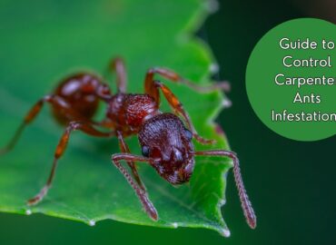 Guide to Control Carpenter Ants Infestations