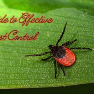 A Guide to Effective Pest Control