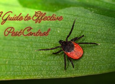 A Guide to Effective Pest Control