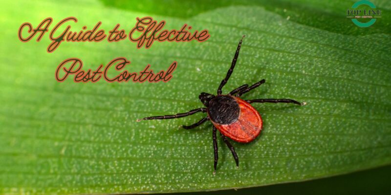 A Guide to Effective Pest Control