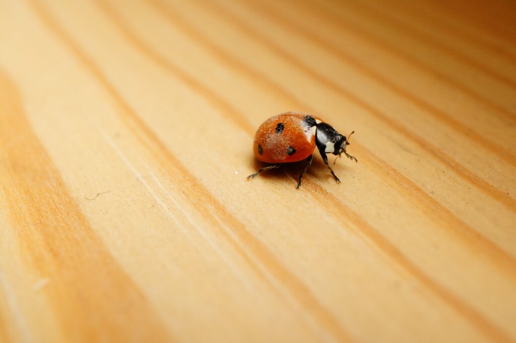 How to Get Rid of Bed Bugs in an Apartment