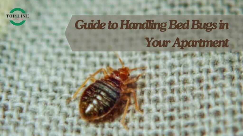 Guide to Handling Bed Bugs in Your Apartment