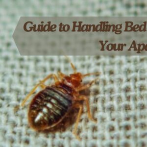 Guide to Handling Bed Bugs in Your Apartment