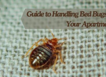 Guide to Handling Bed Bugs in Your Apartment