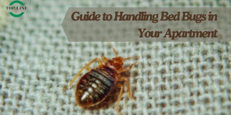 Guide to Handling Bed Bugs in Your Apartment