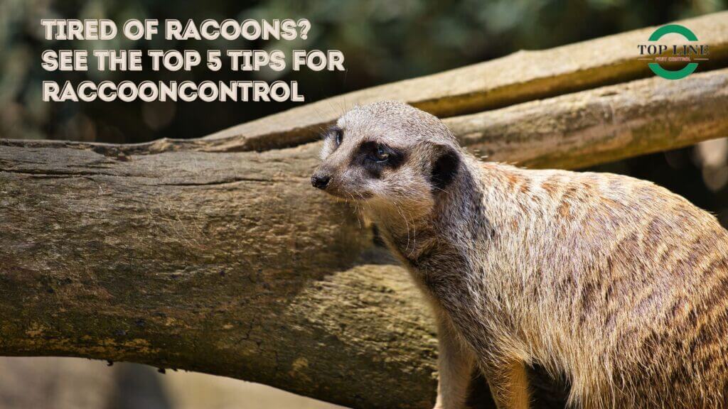 Tired of Racoons See the Top 5 Tips for Raccoon Control