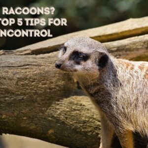 Tired of Racoons See the Top 5 Tips for Raccoon Control