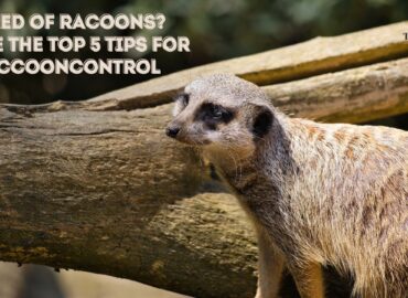 Tired of Racoons See the Top 5 Tips for Raccoon Control