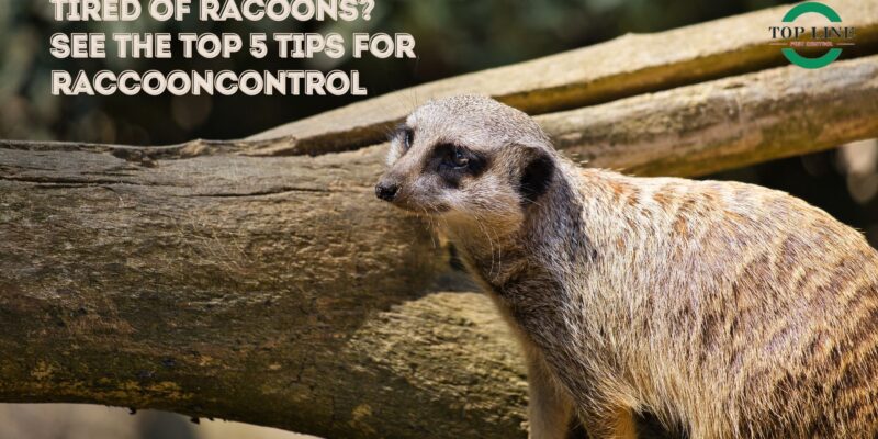 Tired of Racoons See the Top 5 Tips for Raccoon Control