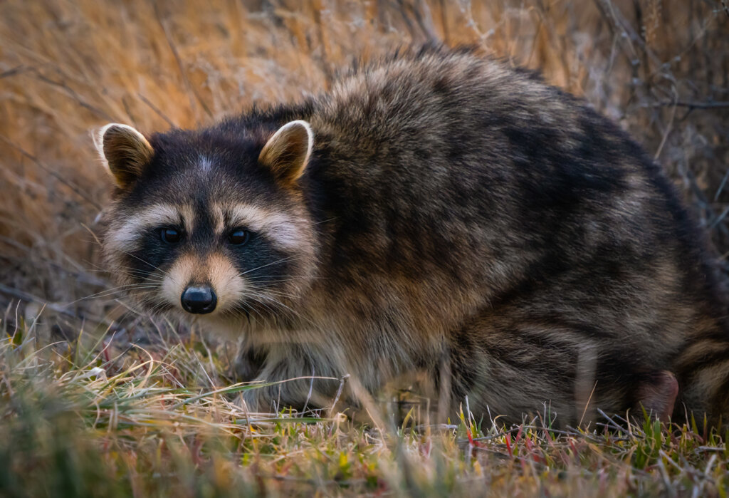 Top 5 Tips for Raccoon Control